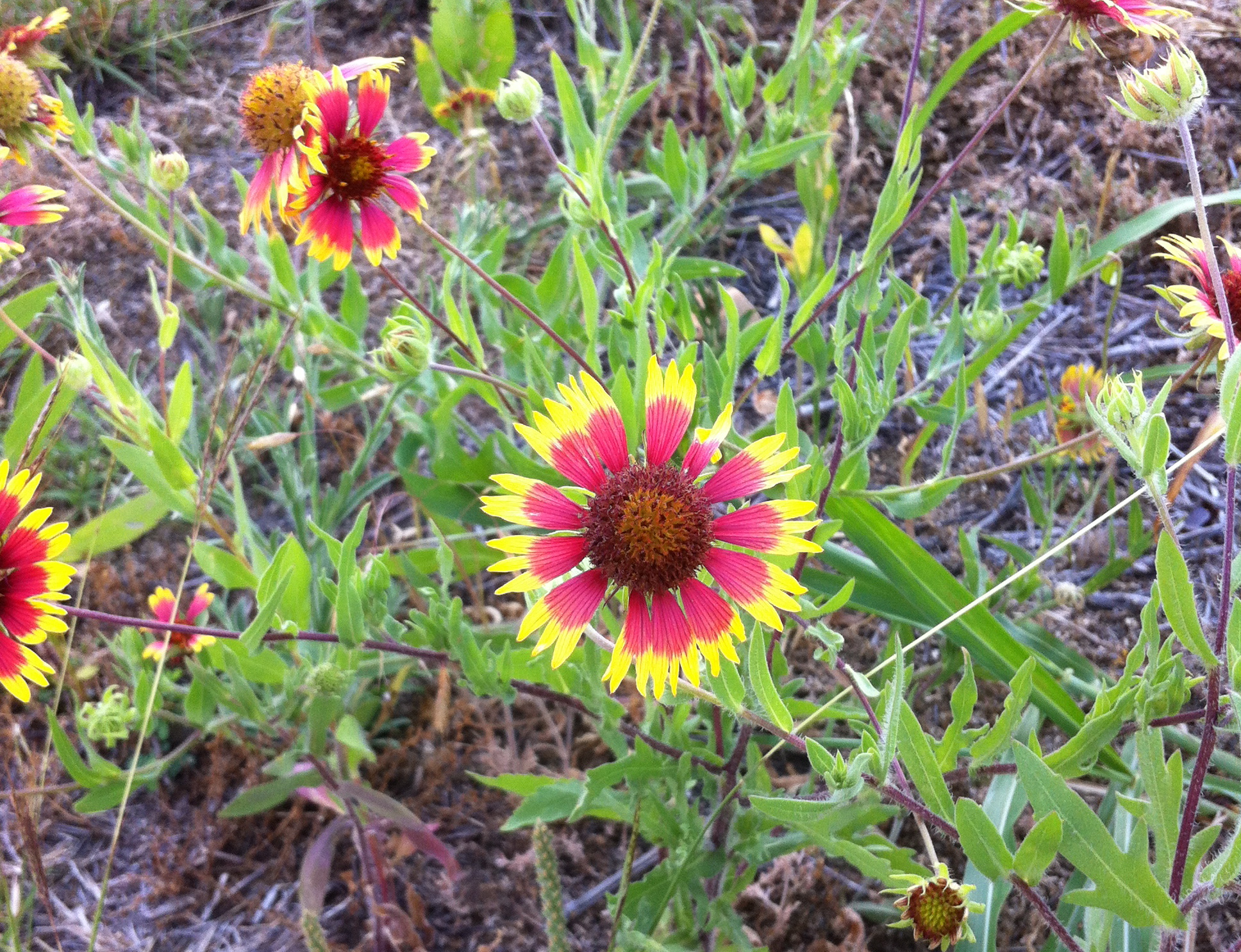 Texas wildflower: Indian Blanket