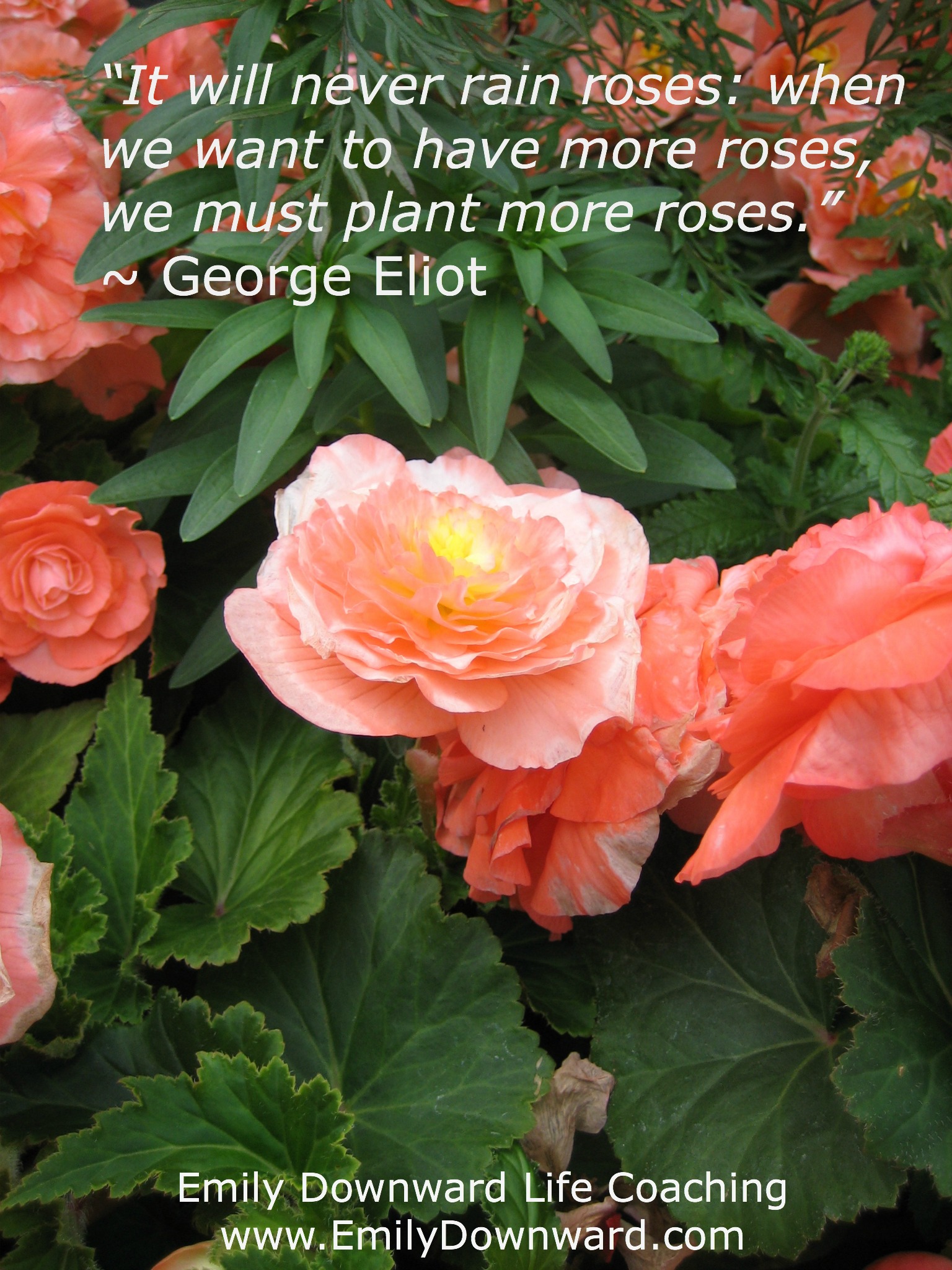 “It will never rain roses: when we want to have more roses, we must plant more roses.” ~ George Eliot