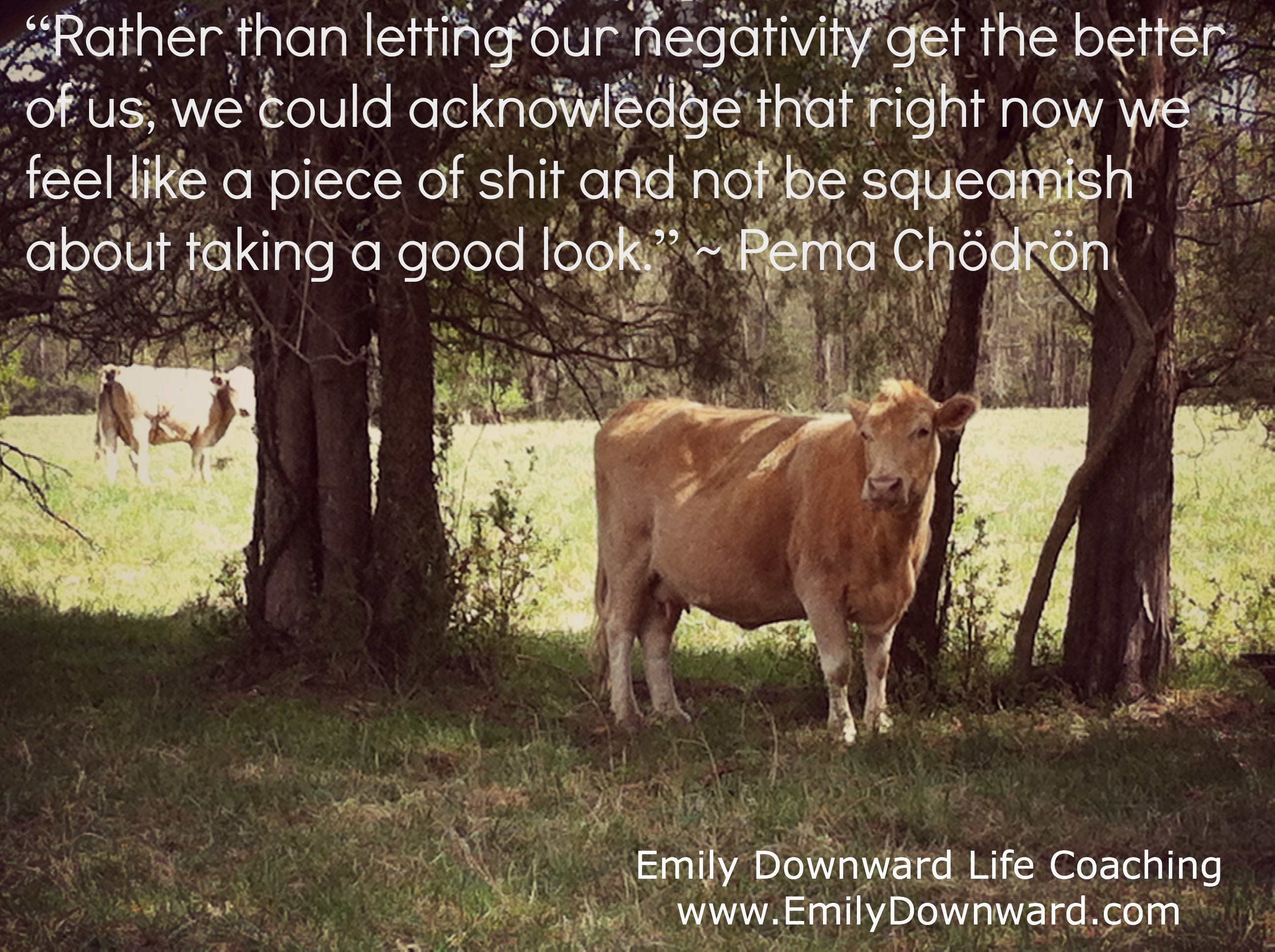 “Rather than letting our negativity get the better of us, we could acknowledge that right now we feel like a piece of shit and not be squeamish about taking a good look.” ~ Pema Chödrön