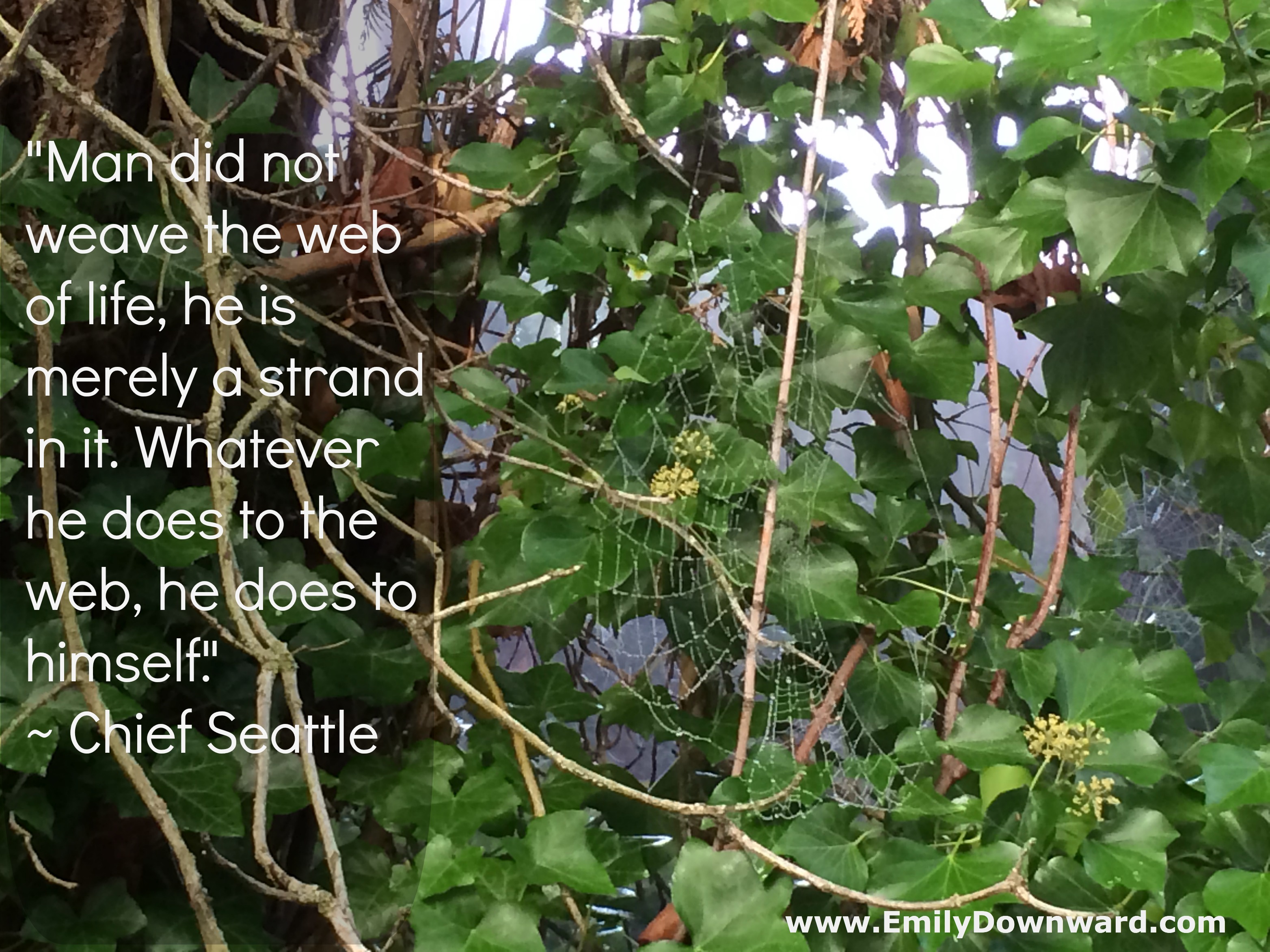 "Man did not weave the web of life, he is merely a strand in it. Whatever he does to the web, he does to himself."  ~ Chief Seattle