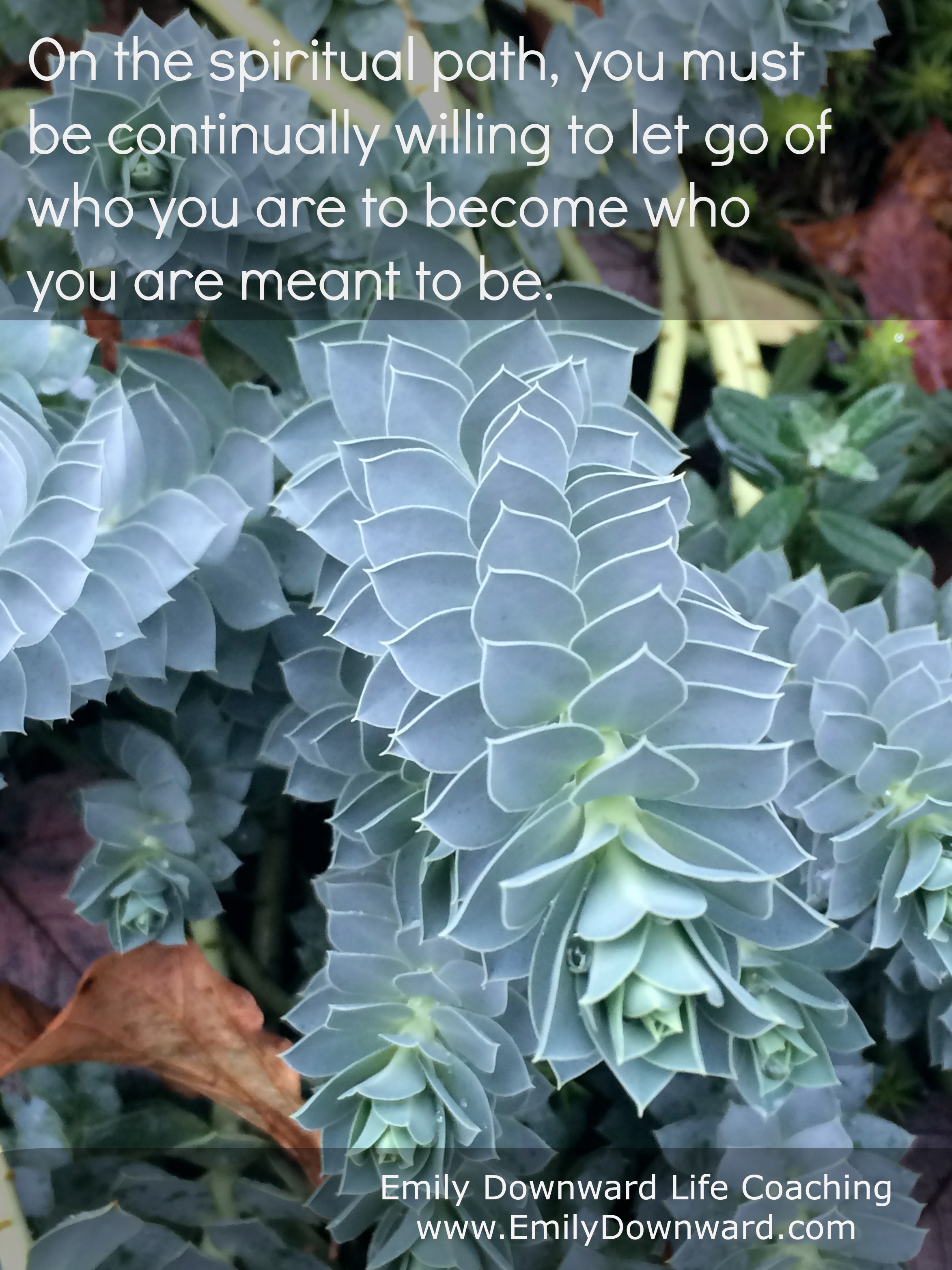 On the spiritual path, you must be continually willing to let go of who you are to become who you are meant to be.