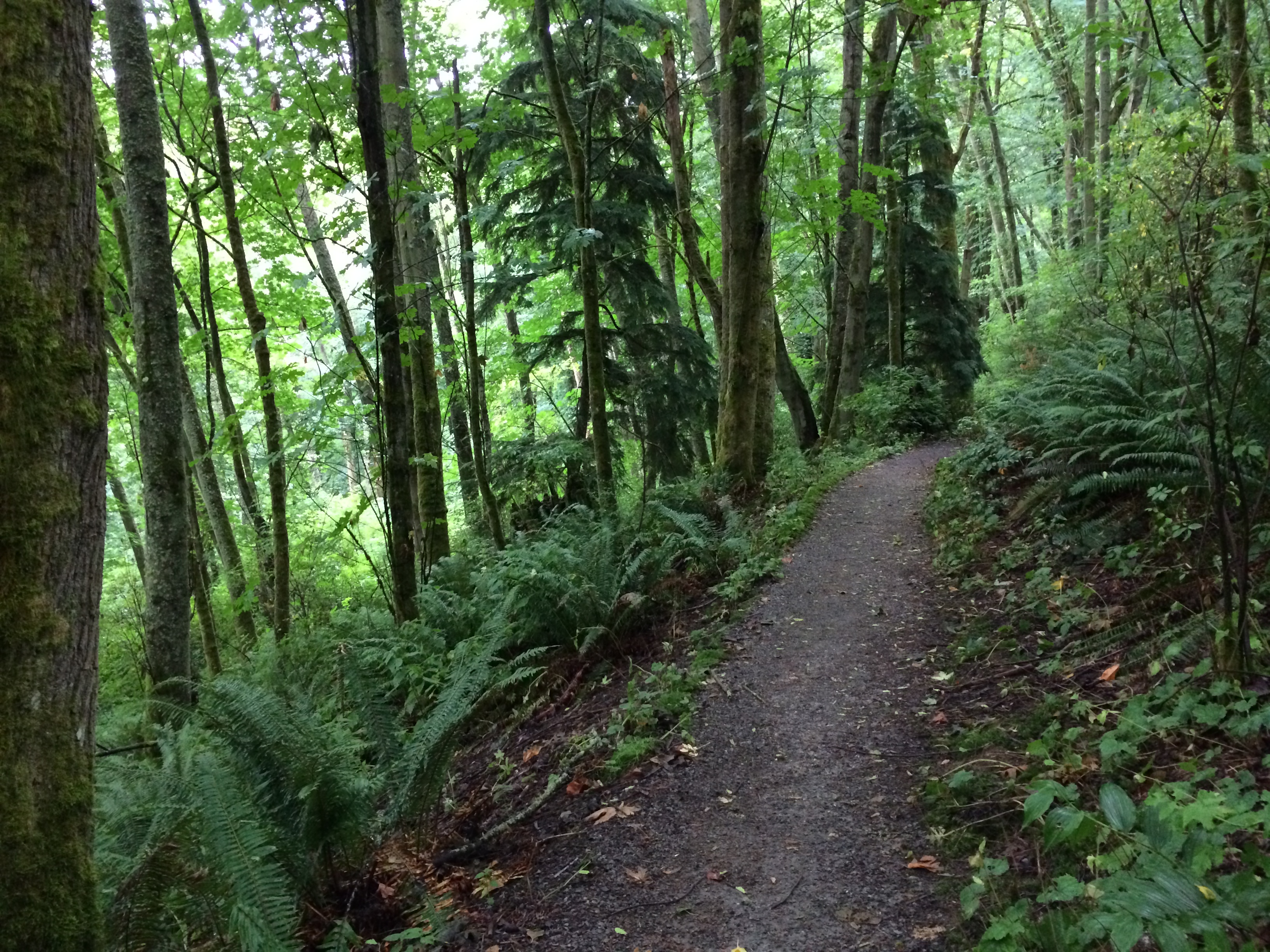 Emily_Downward_Coaching-pic of Seattle forest