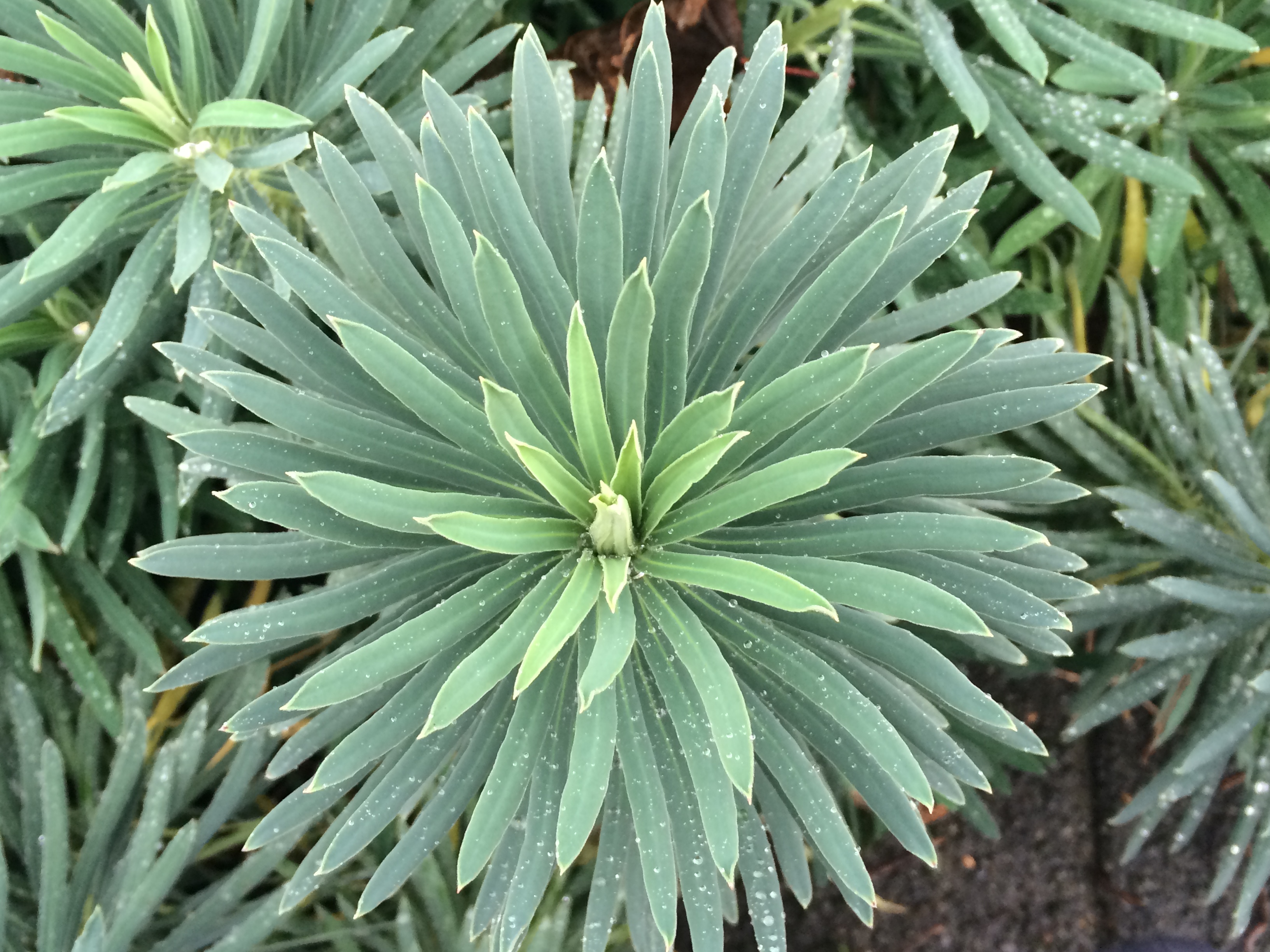 Emily_Downward_Coaching-pic of fractals in plant