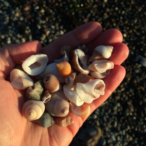 Emily Downward_handful of shells